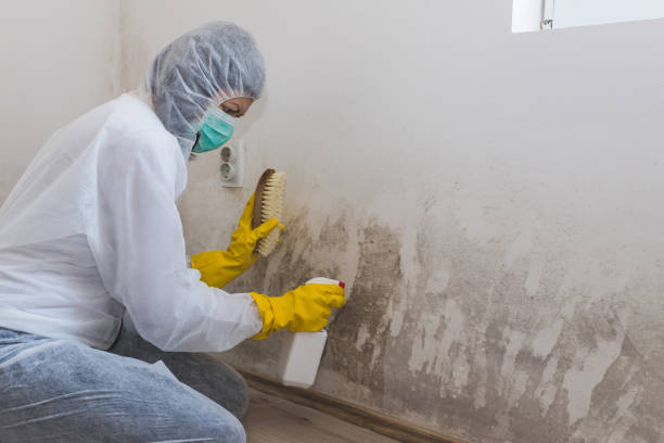 Best Industrial Mold Remediation  in Jackson, CA