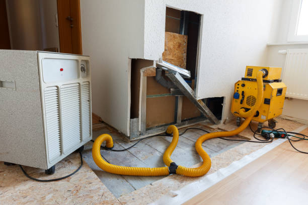 Best Basement Mold Removal  in Jackson, CA
