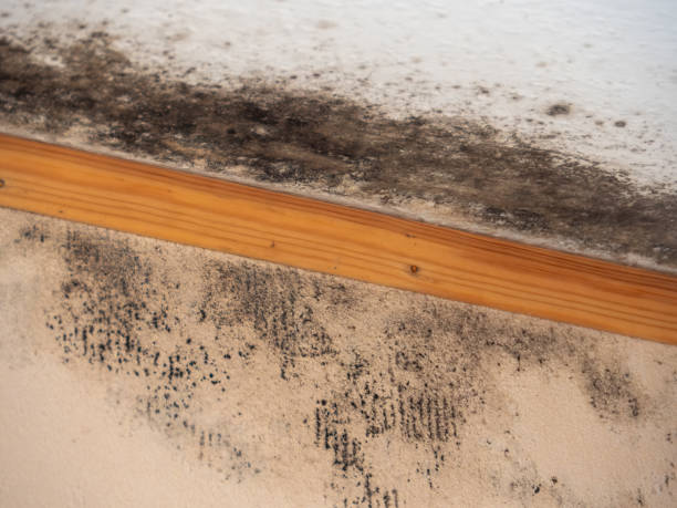 Best Water Damage & Mold Remediation  in Jackson, CA