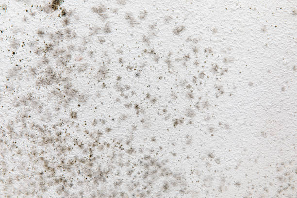 Best Environmental Consulting for Mold Prevention  in Jackson, CA