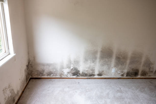 Best Mold Remediation for Healthcare Facilities  in Jackson, CA