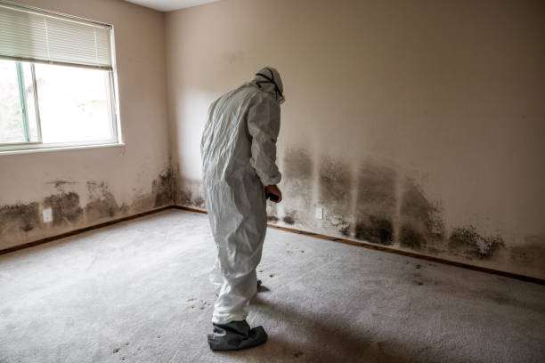 Best Mold Damage Restoration  in Jackson, CA
